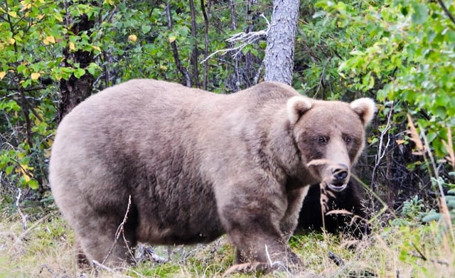 Grazer, a female bear who is the two-time defending champion in the popular online Fat Bear Week competition, is shown Sept. 27, 2024, in Katmai National Park and Preserve, Alaska.