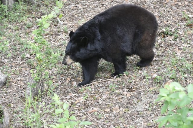 A black bear in Florida