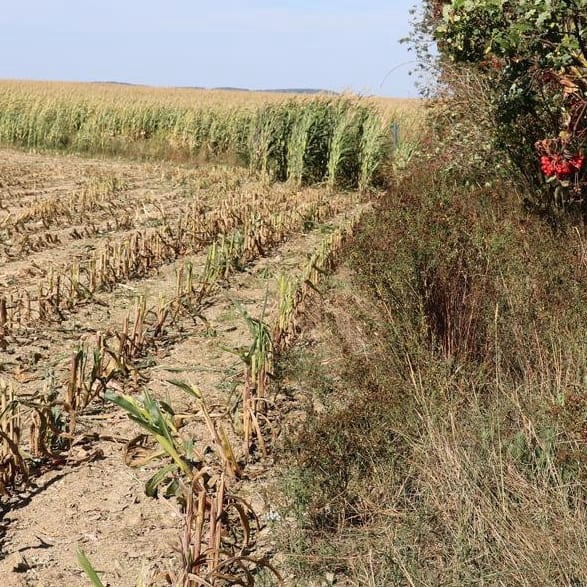 Treuen (Sachsen) – Schreckliches Unglück bei Erntearbeiten auf einem Maisfeld im Treuen...