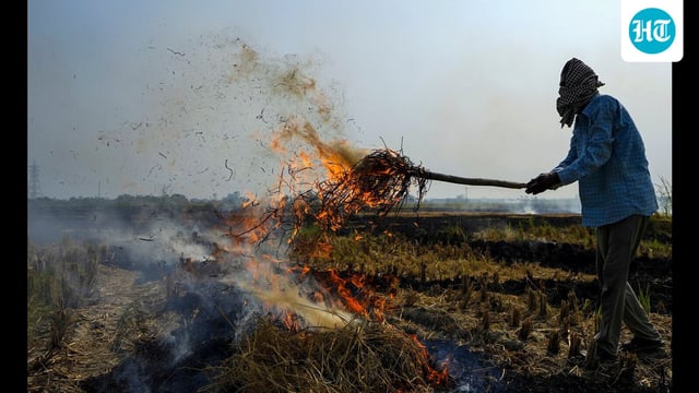 Smoke billows as a farmer burns stubble in a paddy field on the outskirts of Amritsar in Punjab on Saturday. (PTI)