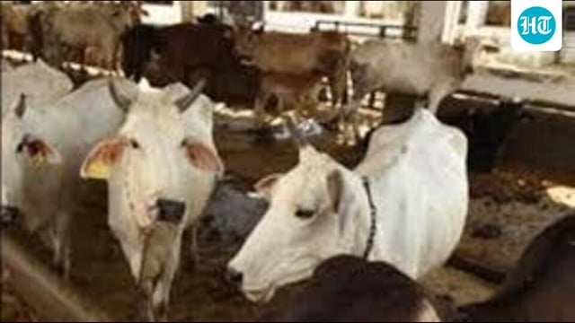 The Pashu Mitra once engaged in a veterinary Institution would remain only at their place of engagement and will be non transferable. (HT representational)