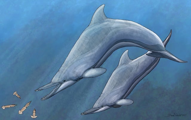 The ancient dolphin species Nihohae matakoi