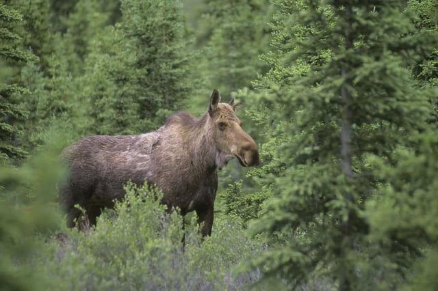 Because moose are largely solitary, it&#39;s unlikely a rabies outbreak will occur in Alaska&#39;s population, according to officials.