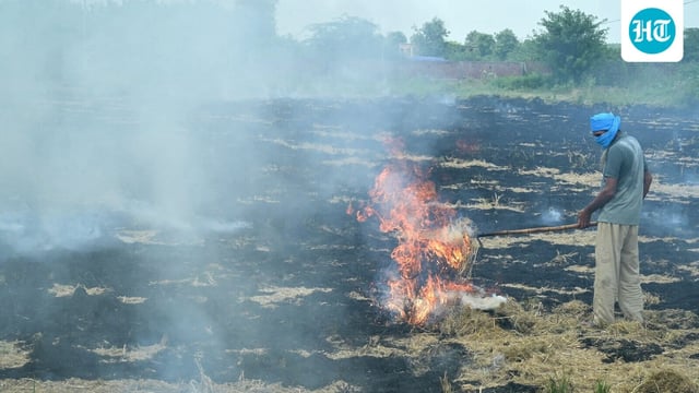 A farmer burns straw stubble after a harvest in a paddy field on the outskirts of Amritsar on Saturday. Stubble burning, especially after the paddy harvest in October and November, has been a significant contributor to air pollution in Delhi and the NCR.