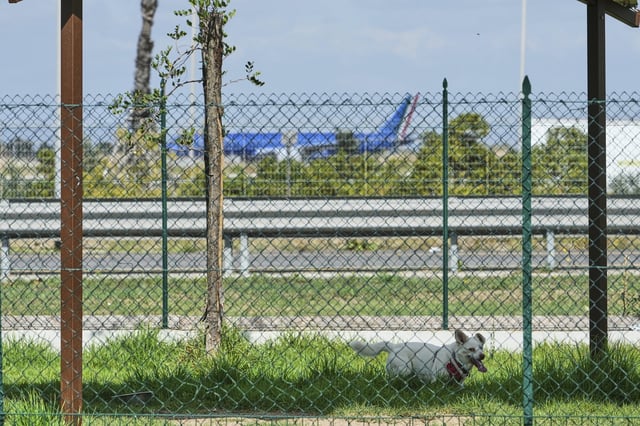 A dog stays in the park of the Dog Relais, a hotel for dogs at Rome's Fiumicino International Airport, Wednesday, Sept. 17, 2025. (AP Photo/Alessandra Tarantino)