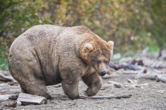 Meet 435 Holly! She was the winner of Fat Bear Week back in 2019. Learn how to vote for the corpulent cutie of your choice below! Image via NPS/ L. Carter.