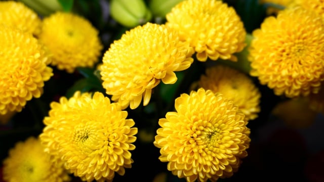 Las flores amarillas copan las redes