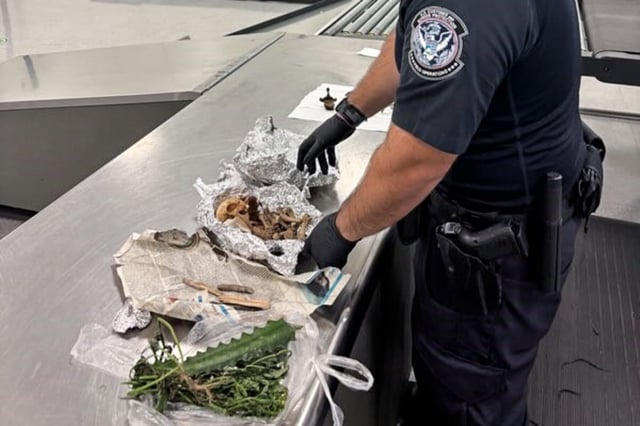 CBP Agriculture Specialists uncovered prohibited plants, undeclared cigars, and a foil-wrapped duffel bag containing what looked like human remains, including part of a skull, at Tampa International Airport.