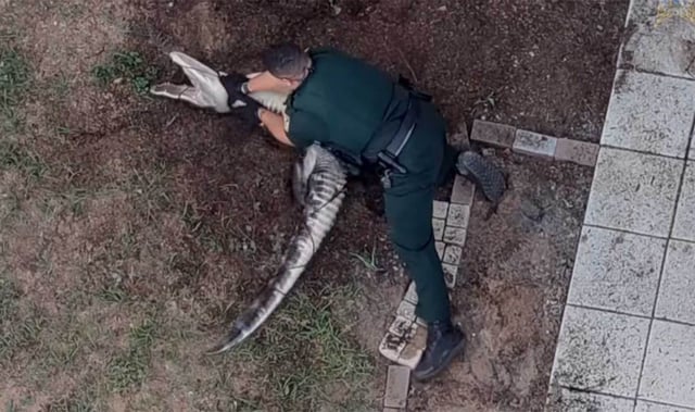 This video still shows a Lake County sheriff's deputy wrangle an alligator on Saturday, Sept. 20, 2025. (Courtesy/Lake County Sheriff's Office)