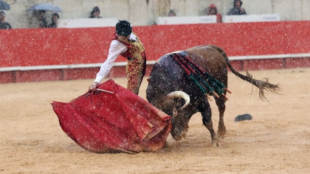 Un final d'apothéose sous le déluge. Deux oreilles, la queue et vuelta au toro pour couronner une prestation héroïque de Marco Perez.