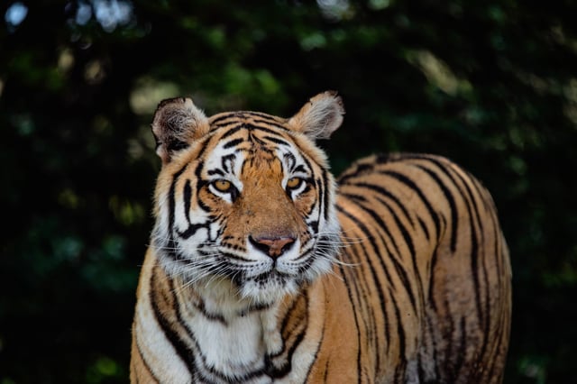 A tiger.