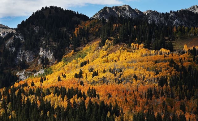 The colorful Fall leaves in Big Cottonwood Canyon on Sunday, Sept. 29, 2024.