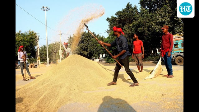 On an average, Haryana produces about 68 lakh metric tonne (LMT) paddy, including around 25 LMT basmati. (File)