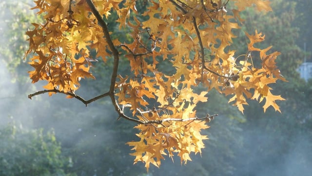 An diesem Montag ist kalendarischer Herbstanfang.