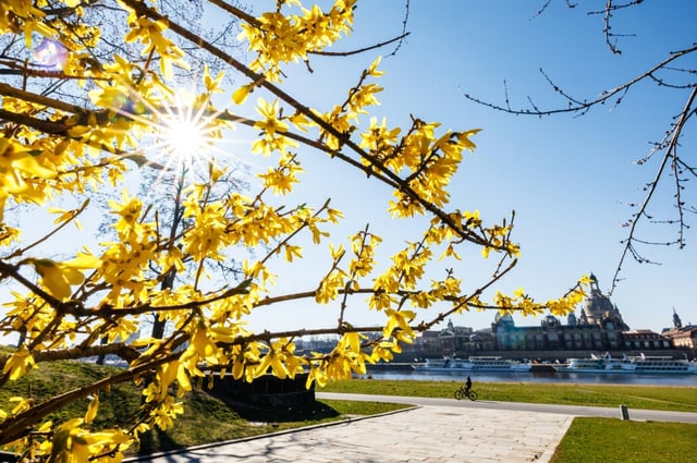 Die Verbraucherzentrale Sachsen klagt gegen die Baumarktkette Hornbach wegen irreführender Werbung beim Verkauf potenziell invasiver Pflanzen. Das Unternehmen habe unter anderem Forsythien als Naturschutz- und Vogelschutzhecken beworben.