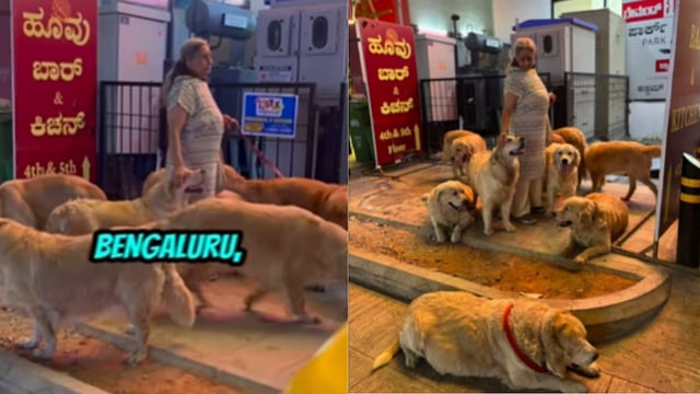 Meet Bengaluru's 'Furry Family':  Woman Seen Strolling With 28 Pet Dogs, Wins Hearts On Internet; WATCH VIDEO