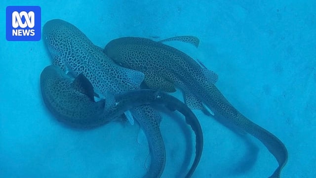A view from above showing three leopard sharks together in the ocean.