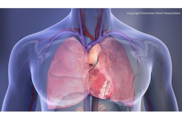 Heart and lungs illustration