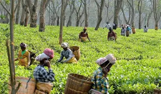 Assam Govt Declares 20% Bonus for Tea Garden Workers Ahead of Durga Puja