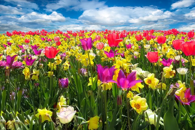 El equinoccio de primavera es un fenómeno astronómico que da inicio a una nueva estación del año