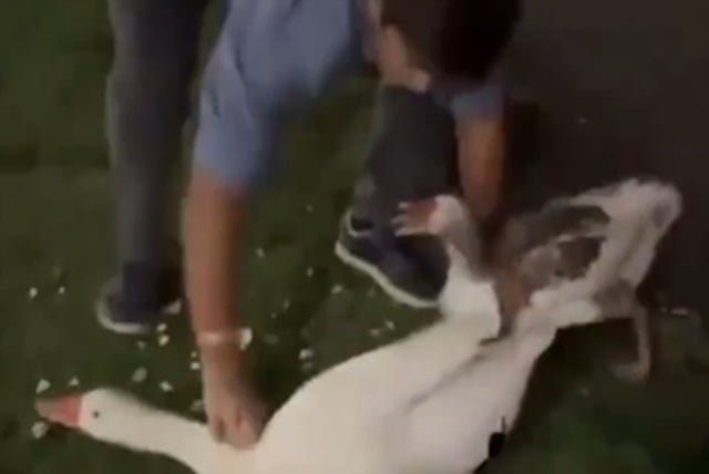 El momento en que un joven se robó a los dos gansos.