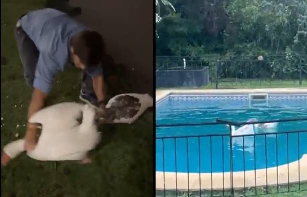 Se robó los gansos de los lagos de Palermo y los hizo nadar en agua clorada.