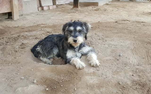 El 23 de setiembre se celebra el Día Mundial del Perro Adoptado | Foto: Difusión