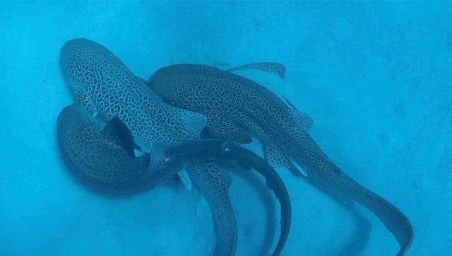 In World First Sighting, Saucy Leopard Sharks Caught Having "Threesome" On Seafloor