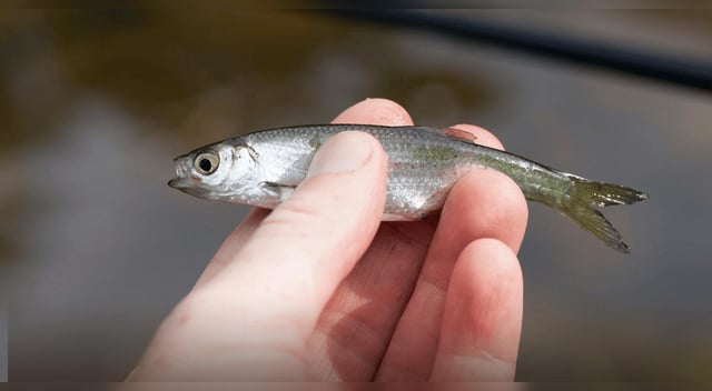 ¡Insolito! Los dedos humanos provienen del trasero de los peces, según estudio científico