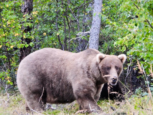 Grazer, a female bear who is the two-time defending champion in the popular online Fat Bear Week competition, is shown Sept. 27, 2024, in Katmai National Park and Preserve, Alaska.