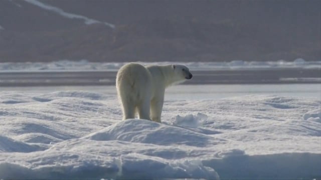 A new report, produced by three climate change non-profit research groups, says Canada is among the countries derailing the world's plans to rein in climate-changing emissions from fossil fuels.