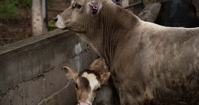 México confirmó el primer caso de gusano barrenador en el norte del país. Foto: Isabel Mateos, Cuartoscuro