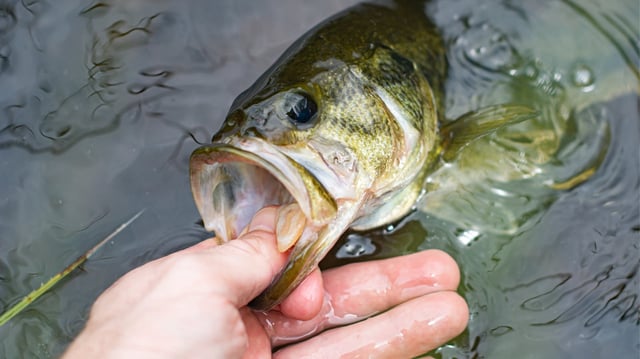 Un estudio publicado en Nature propone que los genes que formaron la cloaca en peces ancestrales fueron reutilizados por los vertebrados terrestres para desarrollar los dedos humanos/Foto: Canva