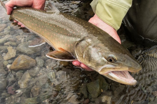 A bull trout.