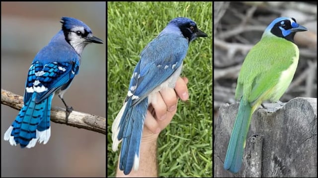 A rare hybrid bird identified in a suburb of San Antonio, Texas (center panel, credit: Brian Stokes) is the result of mating between a male blue jay (left, credit: Travis Maher/Cornell Lab of Ornithology/Macaulay Library) and a female green jay (right, credit: Dan O’Brien/Cornell Lab of Ornithology/Macaulay Library).