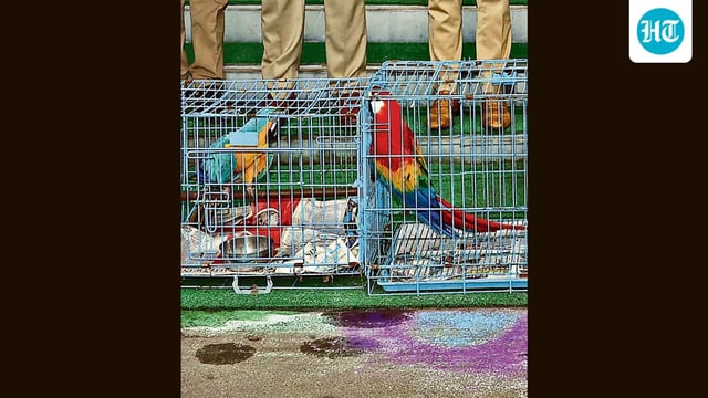 The stolen birds included seven African Grey Parrots, a Blue-and-Gold Macaw, and a Scarlet Macaw. (HT)