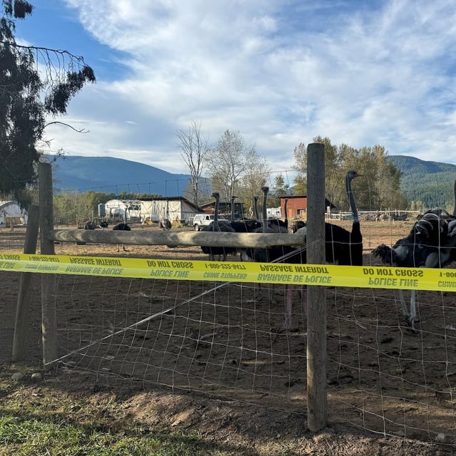 Police tape surrounds an area where ostriches are penned in at the Universal Ostrich Farms property in Edgewood, B.C., on Monday.
