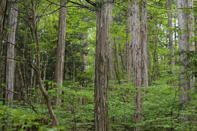 Cypress trees stand at the Akasawa national forest, where cypress trees are felled for a Shinto ritual, in Agematsu, central Japan, Monday, June 2, 2025 (AP Photo/Hiro Komae)