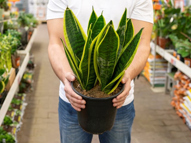 Hay alrededor de 130 especies de Sansevieria en todo el mundo. Foto: Freepik.