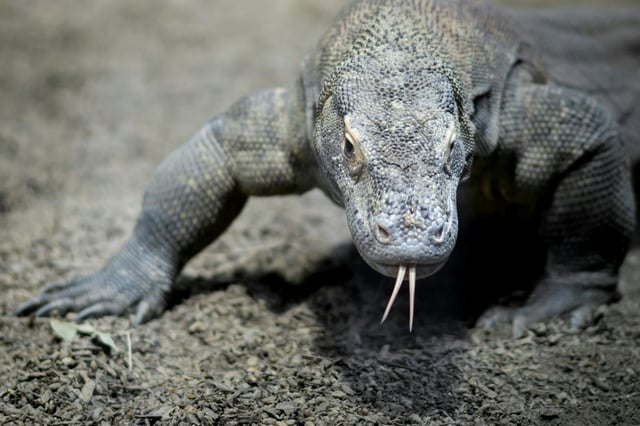 Dem Leipziger Zoo ist ein seltener Zuchterfolg bei Komodowaranen gelungen. Nach mehr als sechs Monaten Brutzeit schlüpften sieben junge Komodowarane, was "europaweit eine Seltenheit" ist. In Deutschland ist es nach 2021 der zweite Zuchterfolg.