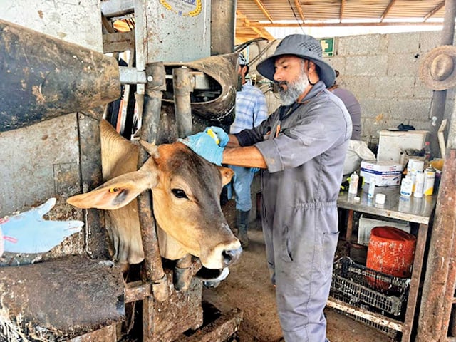 En México, los principales estados exportadores de ganado son Chihuahua, Sonora, Durango, Tamaulipas, Coahuila y Nuevo León. Foto: Daniel Sánchez Dórame