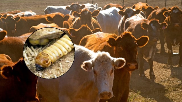 la detección de un nuevo caso en el Estado de Nuevo León prendió las alertas del Departamento de Estados Unidos por su cercanía con la frontera. FOTO: ESPECIAL