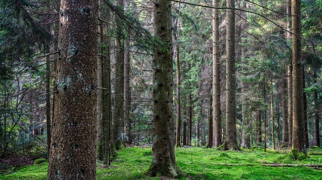 Blick in das Wildnisgebiet Solling.