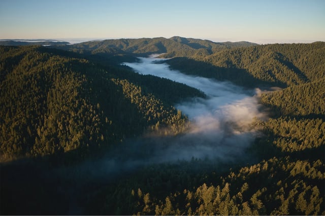 The world's largest trees -- California’s coastal redwoods -- absorb and store large amounts of carbon dioxide.