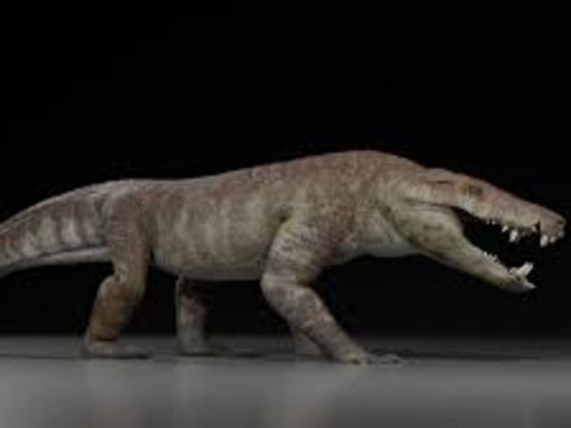 La especie es miembro de la familia de terópodos megaraptoranos, dinosaurios carnívoros con cráneos alargados y poderosos antebrazos.