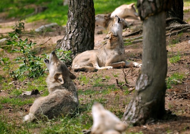 Des loups hurlent au Parc des Loups du Gévaudan à Saint-Léger-de-Peyre, le 11 juillet 2012