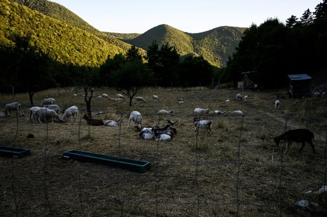 Un troupeau de moutons dans les collines au-dessus de Villebois-les-Pins, dans le département de la Drôme,le 31 juillet