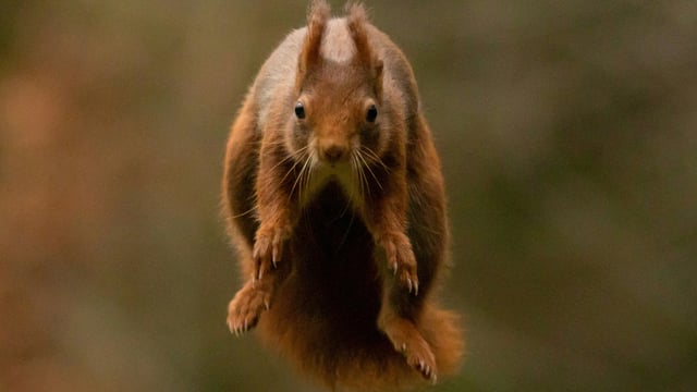Squirrel Jumping