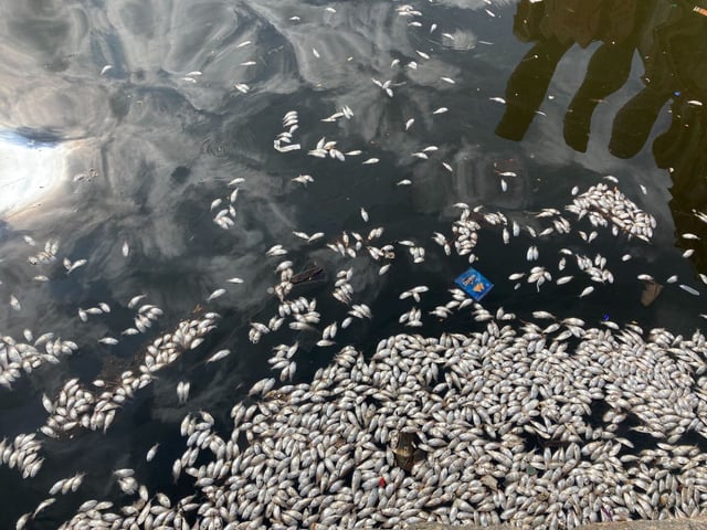 Dead fish accumulate in the Inner Harbor Tuesday. (Dan Belson/Staff)
