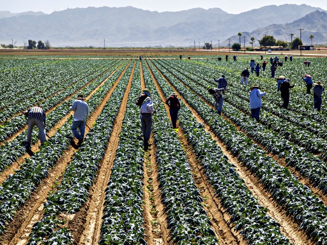 Workers hoeing between rows of healthy, mid-growth broccoli plants, Dome Valley, near Yuma; Arizona, United States of America. (Photo by: Timothy Hearsum/Design Pics Editorial/Universal Images Group via Getty Images)